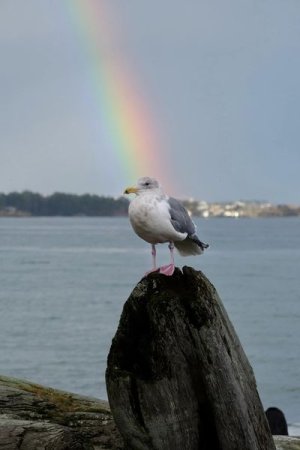 SeagullRainbow.jpg