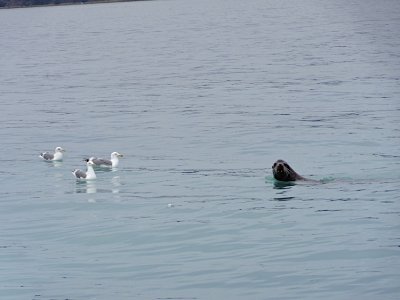 sea liongull.JPG