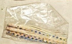 small  needlefish pic 2.jpg