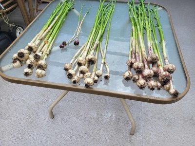 garlic 2024 2.jpg