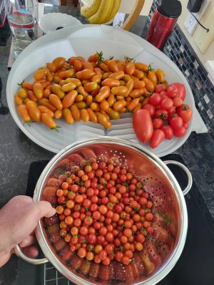 aug 27 sundippers, marbles tomatoes.jpg