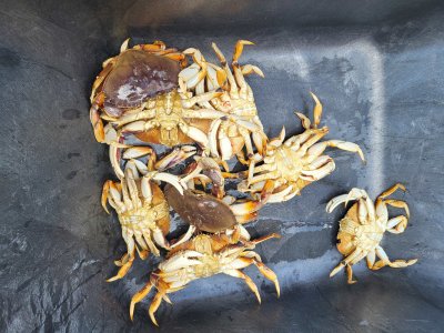 Sept 1, 9 crabs.jpg