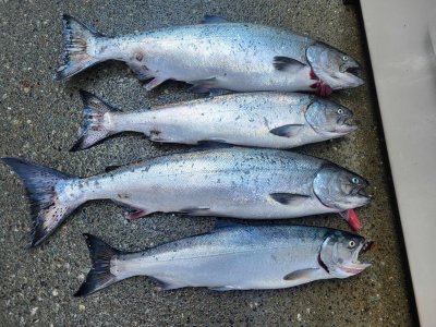 Sept 1, 78,78, 68 coho.jpg