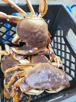 sept 7 crabs.jpg