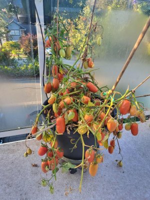 spet 9 Romano tomato plant.jpg