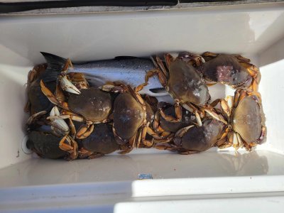 Sept 21, 1 coho and 12 crabs.jpg