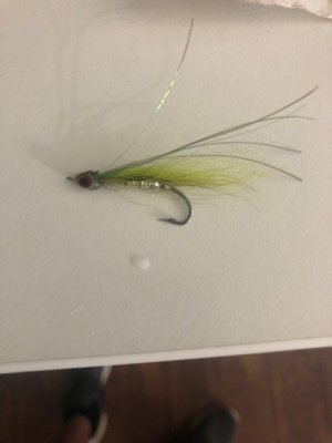 Fly.jpg