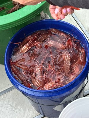 IMG_1541.jpeg