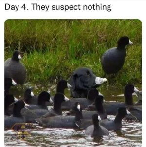 They suspect nothing.jpg