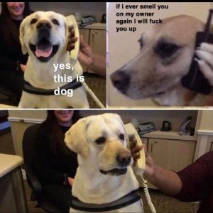 This is dog.jpg
