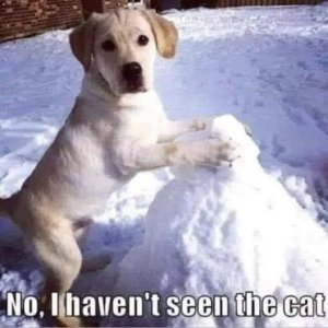 Seen the cat.jpg