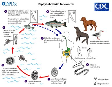 Diphyllobothrid_LifeCycle_lg.jpg