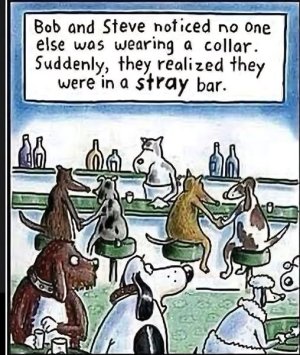 stray bar.jpg
