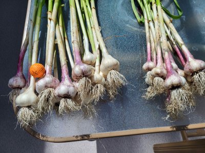 garlic.jpg