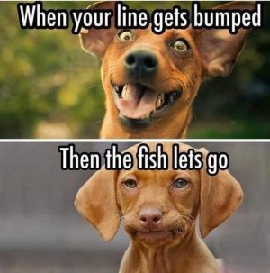 bump.jpg