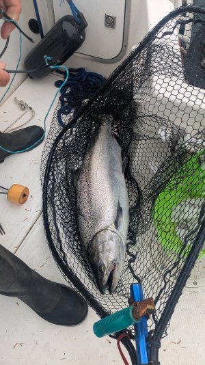 83cm chinook.jpg
