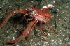 squat-lobster-2.jpg