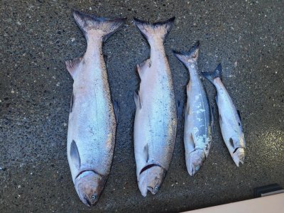Aug 22 , 79,78,63 coho.jpg