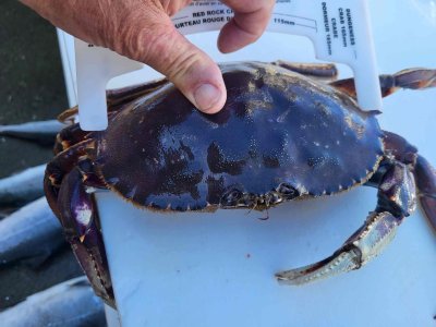 Aug 22 7.5 inch crab..jpg