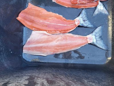 Aug 22 white and red spring fillets..jpg