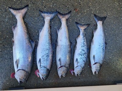 Aug 23 80, 77,72,64, coho.jpg