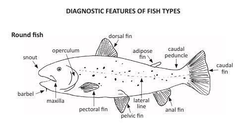 fish.jpg