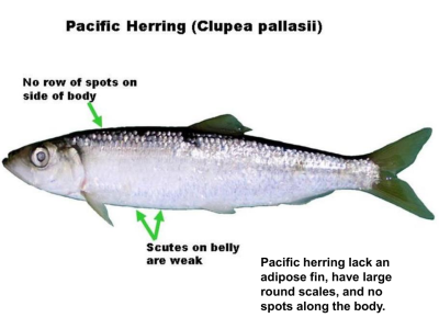 Baitfish_ID-0004.png Baitfish_ID-0004.png