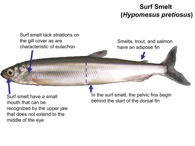 Baitfish_ID-0003.png Baitfish_ID-0003.png