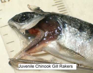 CHIN0457.JPG