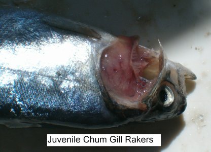 CHUM0477.JPG
