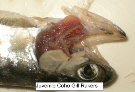 COHO0460.JPG