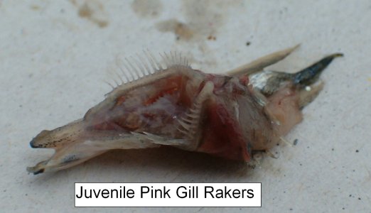 PINK0121.JPG
