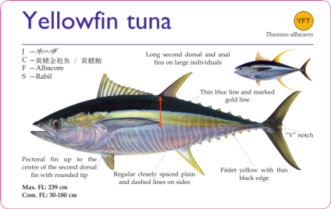 Identification_of_Tuna_and_Tuna-like_Spe-0007.png