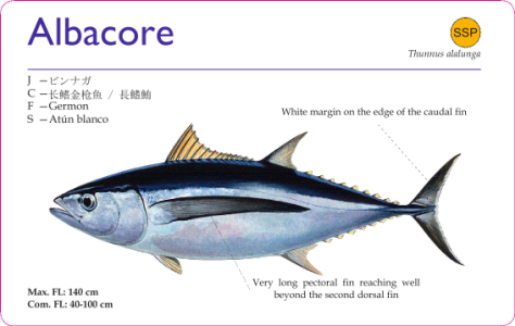 Identification_of_Tuna_and_Tuna-like_Spe-0004.png Identification_of_Tuna_and_Tuna-like_Spe-0004.png