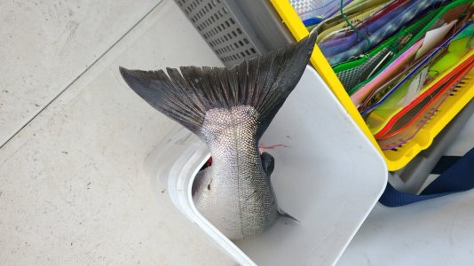 IMG-20250829-WA0001.jpeg
