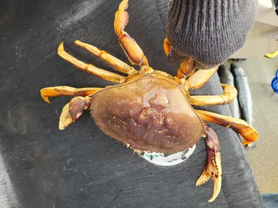 Seot 1st 6 crabs.jpg