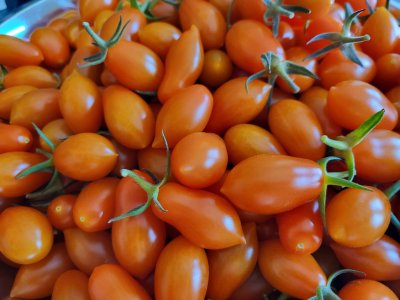 sept 2 Sun Dipper Tomatoes .jpg