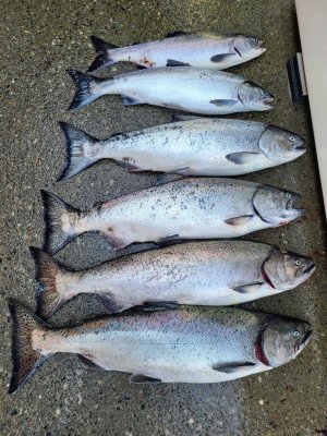 Sept 3, 83, 81, 77, 70, coho pink  A.jpg
