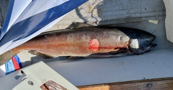 warm fish 01.jpg