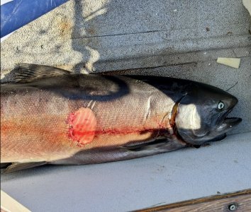 warm fish 02.jpg