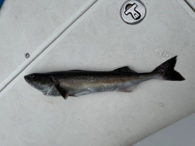 sablefish.jpg