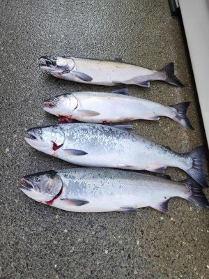 Oct 2 Coho 1.jpg