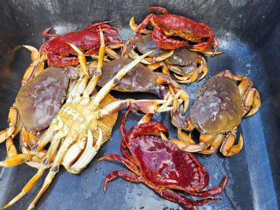 Oct 2 crabs.jpg