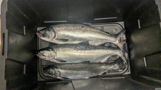 coho20251003.jpg
