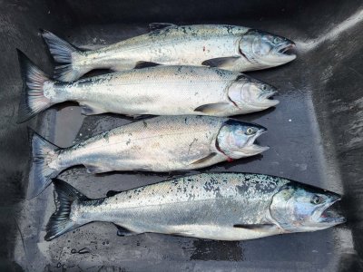 Oct 3 coho.jpg