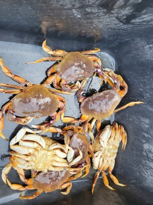 Oct 3 crabs.jpg