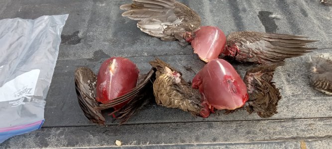 spruce grouse.jpg