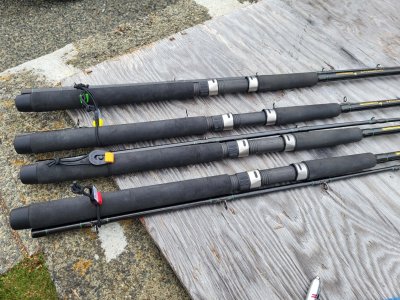 Butts of Talora rods.jpg Butts of Talora rods.jpg