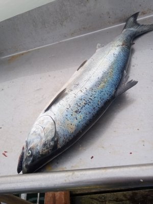 IMG_20251227_153859447 (1).jpg