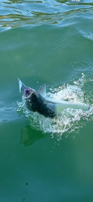 IMG_4773.jpeg IMG_4773.jpeg